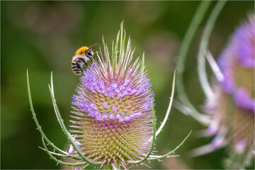 Distel mit Hummel