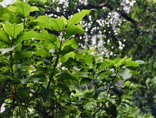 Close-up of fresh green leaves growing on a branch in daylight