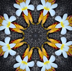 Mandala design based on a frangipani leaf and blossom to generate a decorative background...