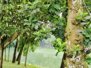 Beautiful landscape featuring a tranquil lake surrounded by verdant greenery and tall trees....