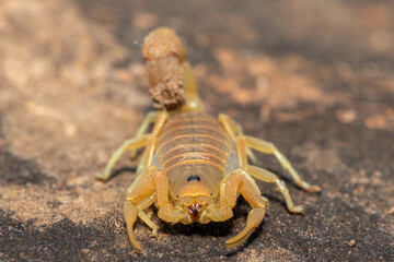 A beautiful venomous Drab Thicktail Scorpion (Parabuthus planicauda) in the fynbos in the Western Cape, South Africa