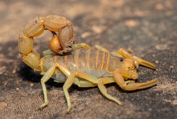 A beautiful venomous Drab Thicktail Scorpion (Parabuthus planicauda) in the fynbos in the Western Cape, South Africa