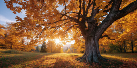 Autumn sunlight illuminates majestic tree in nature landscape scene