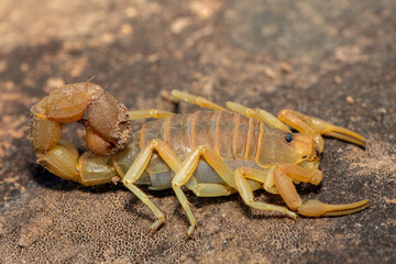A beautiful venomous Drab Thicktail Scorpion (Parabuthus planicauda) in the fynbos in the Western Cape, South Africa