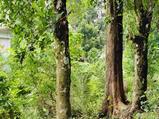 Lush green forest with dense foliage and tall trees on a bright day