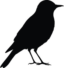 Fototapeta premium Blackbird Silhouette