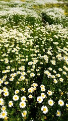A vibrant field of daisies