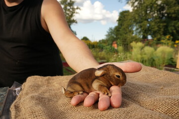 9-10 day old baby rabbits open their eyes for the first time and begin to discover a new world. © Tadeas_H