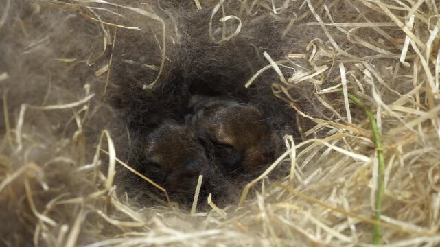 9-10 day old baby rabbits open their eyes for the first time and begin to discover a new world.