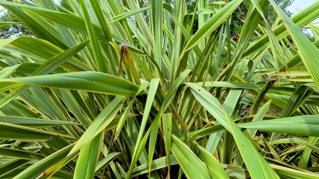 Slow Camera Push Into Dense Green Plant Leaves Outdoors