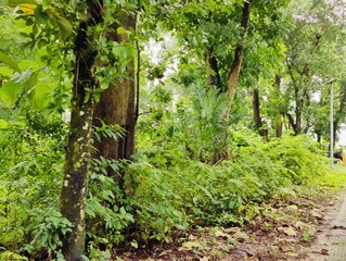 Tree  branches with green fresh leaves and twigs forming intricate natural patterns in a forest