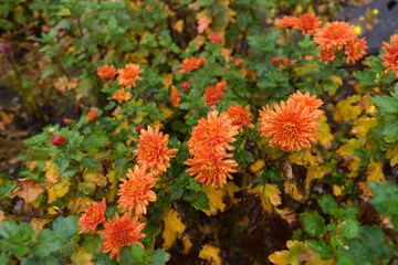 Droplets of water on orange flowers of Chrysanthemums in November