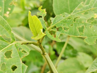 Close-up of fresh green leaves growing on a branch in daylight