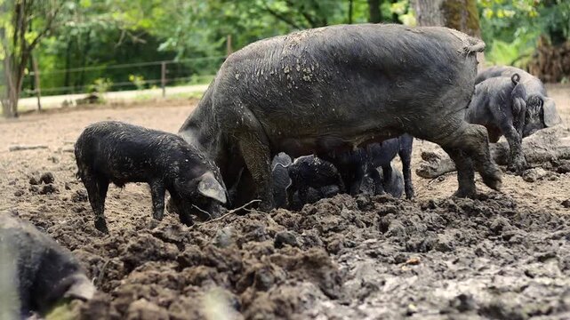 Muddy black mangalica sow pig with her piglets in a muddy pen . Black muddy mangalica pig . Black pig