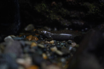 Delicate glass salamander with translucent skin, highlighting its unique anatomy in a moist forest environment.