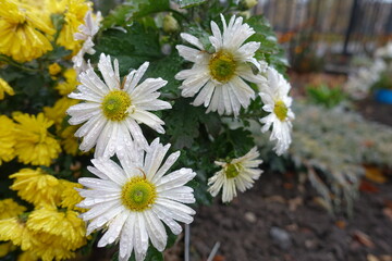 White daisy like flowers of Chrysanthemums with rain drops in November