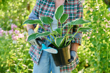 Close-up of Hosta plant in pot and granular fertilizer in hands, outdoor in garden