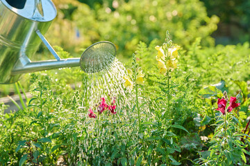 Gardener with watering can watering young plants vegetables herbs flowers