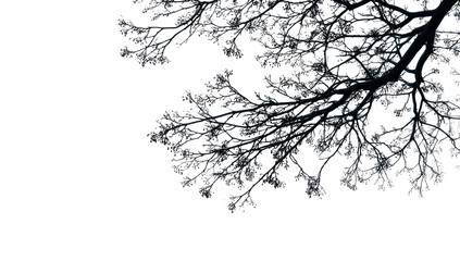 Obraz premium Ice-covered branches against a dark background. Small, glittering ice crystals adorn the branches