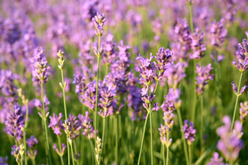 Naklejka premium Lavender flowers in flower garden.