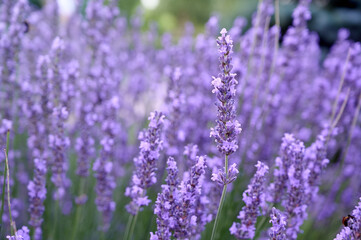 Obraz premium Lavender flowers in flower garden.