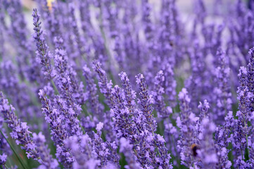 Obraz premium Lavender flowers in flower garden.