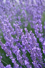 Lavender flowers in flower garden.