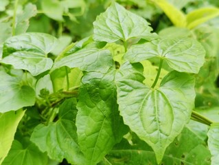 Tree  branches with green fresh leaves and twigs forming intricate natural patterns in a forest