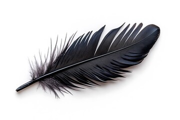 Graceful black feather display studio setting photography minimalist background close-up nature's elegance
