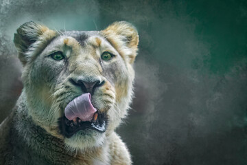 Cute African lioness licking her chops with mouth wide open with copy space