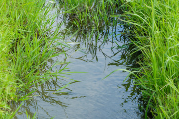 緑の草に囲まれた夏の小川の水面