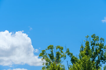 Obraz premium 青空と雲に映える夏の緑の木々