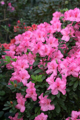 Blooming pink azalias flowers, azalia flowers in a greenhouse