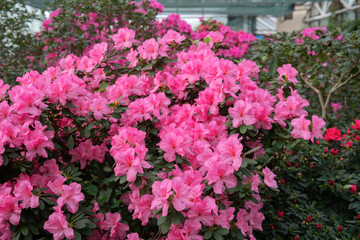 Blooming pink azalias flowers, azalia flowers in a greenhouse