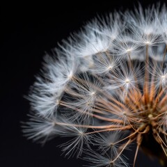 Obraz premium Intricate details of a dandelion seed head in natural light.