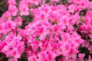 Blooming pink azalias flowers, azalia flowers in a greenhouse