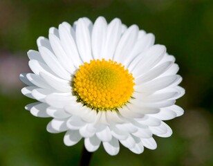 Obraz premium Close-up of a single daisy (1)