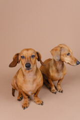 Dachshunds side by side looking up – curiosity and pet attention concept