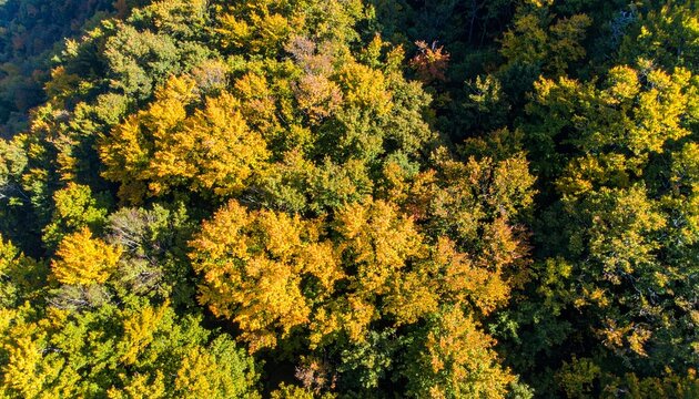 Tranquil forest canopy with golden sunlight filtering through leaves, vivid nature xvid,