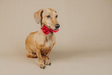 Dachshund dog in red bow tie posing on neutral background for celebration, elegance or pet fashion...
