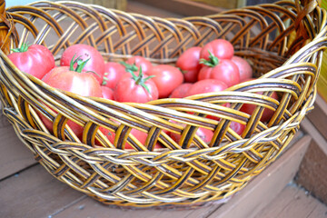 harvested farm ripe red tomatoes in a basket