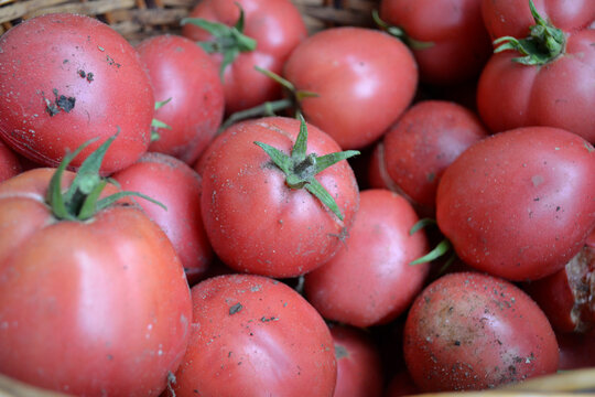 harvested farm ripe red tomatoes in a basket