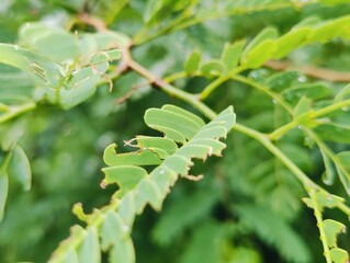 Close-up of fresh green leaves growing on a branch in daylight