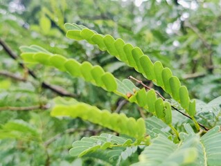 Close-up of fresh green leaves growing on a branch in daylight