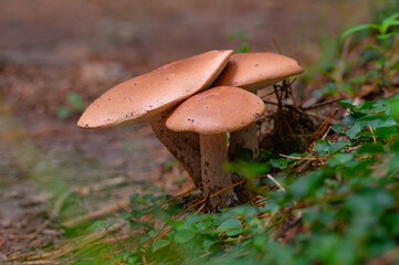 Tightly clustered trio of deer mushrooms growing at the edge of the hiking trail to Savage Falls in Savage Gulf State Park, Tennessee