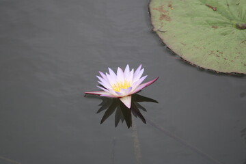 Serenity of Blooming Water Lily