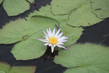 Serenity of Blooming Water Lily