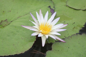Serenity of Blooming Water Lily