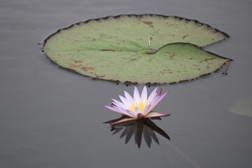 Serenity of Blooming Water Lily