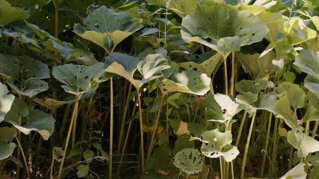 Explore the unique features and cultivation of Japanese butterbur in natural surroundings during the spring season